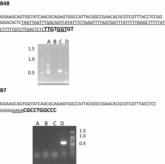 Genome walking identification of integration sites using CBD 1 gene and vector specific forward primers and four sets of ApaGene reverse primers labeled A, B, C and D. After three rounds of PCR a single band was evident for B7, while multiple bands were present in the B48 samples. Band sizes greater than 500 bp are needed to identify integration sequences. Large bold sequence represents the pBI121 T-DNA border region, underlined sequences represent unique potato sequence, remaining sequence is common to APAgene kit