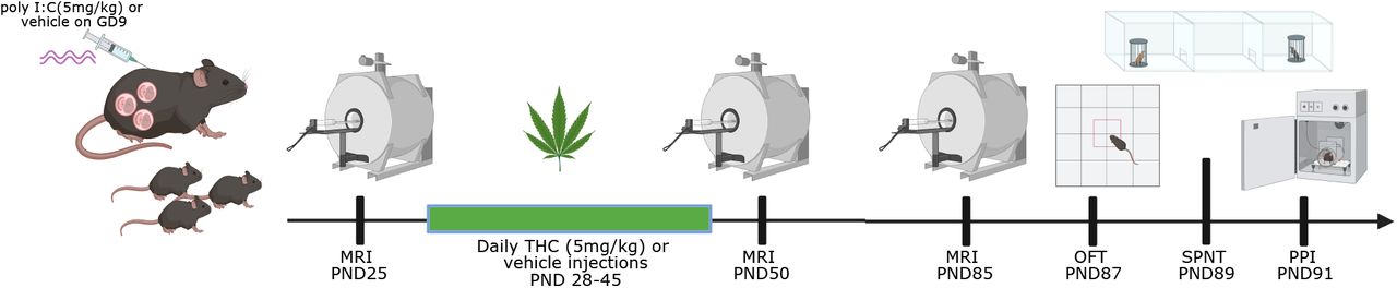 Experimental timeline. Pregnant dams were injected (i.p.) with poly I:C (5mg/kg) or vehicle (0.9% sterile NaCl solution) at gestational day (GD) 9. Offspring were weaned and sexed on postnatal day (PND) 21. Longitudinal structural magnetic resonance imaging (MRI) was performed at PND 25, 50, and 85 (denoted by the MRI image). Following the first scan on PND 25, offspring were randomly assigned to receive daily injections (i.p.) of delta-9-tetrahydrocannabinol (THC; 5 mg/kg) or vehicle (1:18 cremophor:saline) from PND 28-45. Two days following the final scan on PND85, mice were assessed in the open field test (OFT), the social preference/novelty test (SNPT), and the prepulse inhibition task (PPI), with a 2-day rest between tests.