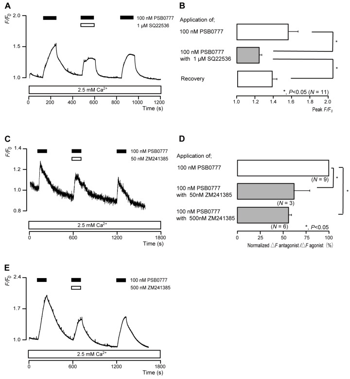 A2A receptor-agonist-induced intracellular cAMP level increases. (A,C,E) Representative traces of transient intracellular cAMP level increases in response to 100 nM PSB0777, with or without 1 µM SQ22536 (A), 50 nM ZM241385 (C), or 500 nM ZM241385 (E), in the presence of extracellular Ca2+ (2.5 mM) (white boxes at bottom). Black boxes at the top indicate periods of PSB0777 addition to the external solution. White boxes at the top indicate periods of SQ22536 (A) or ZM241385 (C,E) addition to the external solution. (B) Bar graphs of PSB0777-induced intracellular cAMP level increases, without (upper column) or with (middle column) 1 µM SQ22536. Recovery (lower column) shows the reversible effect of SQ22536. (D) Bar graphs of inhibitory effects of 50 nM ZM241385 (middle column) or 500 nM ZM241385 (lower column) on the normalized value of 100 nM PSB0777-induced increases in the intracellular cAMP in the presence of ZM241385 to that in the absence of ZM241385. Each bar in (B,D) denotes the mean ± SE across the number of experiments shown in parenthesis. Statistically significant differences between columns (solid lines) are indicated with asterisks: * p < 0.05.