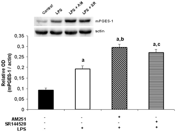 Endocannabinoids modulate mPGES-1 protein levels.Densitometric analysis and protein expression of mPGES-1. Uterine explants were incubated with LPS alone (1 ug/ml), LPS plus AM251 (10 nM) or LPS plus SR144528 (10 nM) for 24 h. ANOVA test. a, p<0.001 vs control; b, p<0.001 vs LPS; c, p<0.01 vs LPS. n = 4.