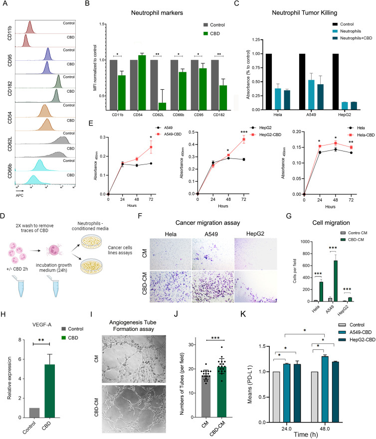 A multi-panel scientific figure illustrates various experiments on the effects of CBD on neutrophils and cancer cell behavior. Panel A shows flow cytometry histograms for neutrophil markers. Panel B presents a bar graph of neutrophil markers with and without CBD. Panel C displays a bar graph of neutrophil tumor killing across different cancer cell lines. Panel D explains an experimental setup for using neutrophil-conditioned media. Panel E presents line graphs of absorbance changes in cancer cells over time. Panel F shows images of cancer migration assays. Panel G displays a bar graph on cell migration. Panel H illustrates a bar graph for VEGF-A expression. Panel I shows angiogenesis tube formation assays. Panel J presents tube formation counts. Panel K displays a bar graph of PDL-1 expression over time. Statistical significance is indicated in several panels.