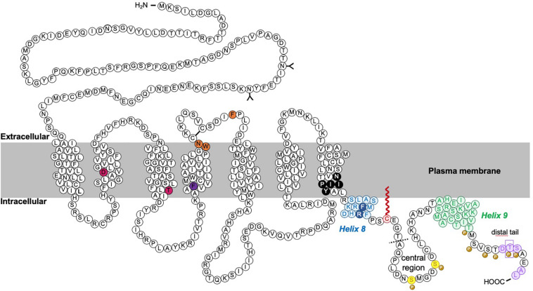 Schematic of rat CB1R. The predicted topology of rat CB1R based on hydrophobicity plots and analysis from crystal structures of human CB1R (97% identity with rat CB1R) and rhodopsin-family GPCRs. Sites of post-translational modification via N-terminal glycosylation (Song and Howlett, 1995) or palmitoylation (Oddi et al., 2018, 2017, 2012) are indicated by the (Y) symbol and a red zigzag line, respectively. Two residues located within the 2nd and 3rd transmembrane domains (TM2/TM3), required for constitutive (Jin et al., 1999) internalization are shown in pink (Roche et al., 1999; D’Antona et al., 2006). Orange residues denote putative amino acids involved in ER exit and surface expression (Ahn et al., 2009a). The F238 residue highlighted in dark purple modulates association with lipid rafts. The black residues indicate the sites of the highly conserved “elbow” shaped NPXXY motif. Within the C-terminal tail, two helical structural motifs, helix 8 (H8) and helix 9 (H9) are highlighted in blue and green, respectively (Ahn et al., 2009b; Stadel et al., 2011). Palmitoylation of C416 (red zigzag line) aids Helix 8 association with the inner leaflet of the plasma membrane. Phosphorylation of two serine residues (yellow) in the central region of the intracellular C-terminus mediate desensitization (Hsieh et al., 1999; Daigle et al., 2008b; Straiker et al., 2012b). However, further phosphorylation of 6 serine/threonine residues in the distal tail (each indicated by the “P” symbol) is required for internalization. GASP1 likely binds the conserved F409/R410 motif in H8, although the distal tail has also been reported to bind GASP1. The motifs required for CRIP1a binding are shown in purple. Phosphorylation of T468 (purple rectangle) decreases affinity for CRIP1a, allowing β-arrestin-2 binding. The exact binding site of SGIP1 is unknown, but it binds downstream of A420 (dotted line). A summary of mutations is provided in Table 1.