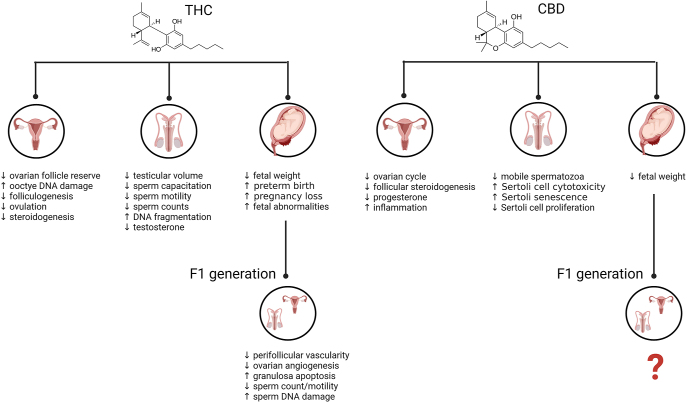 Summary of the Effects of THC and CBD on pregnancy, male and female reproductive outcomes. Created in BioRender. Hardy, D. (2025) https://BioRender.com/v38u392.