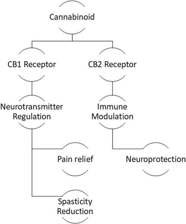 Mechanism of cannabinoid therapeutics: Interaction with CB1 and CB2 receptors leading to neuroprotection and symptom management.