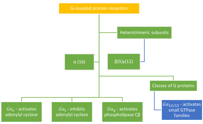 The four families of G-proteins interact differently with effector proteins to initiate signaling [233].