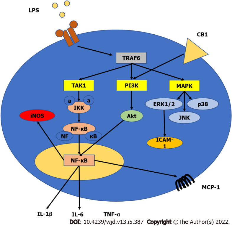 Role of cannabinoid receptors in inflammation. Activation of toll-like receptor 4 induces tumor necrosis factor receptor associated factor 6, which activates transforming growth factor beta-activated kinase 1 (TAK1), phosphoinositide 3-kinase (PI3K), and mitogen-activated protein kinase signaling. This will induce the formation of nuclear factor-kappa B (NF-κB) and the subsequent increase in inflammatory cytokines levels such as interleukin 6 (IL-6), IL-1β, and tumor necrosis factor α (TNF-α) in addition to the activation of inducible nitric oxide synthase (iNOS) and monocyte chemoattractant ptotein-1 (MCP-1). Stimulation of cannabinoid receptors will increase the PI3K activity leading to increased activity of protein kinase B (Akt/PKB), which in turn enhances the nuclear translocation of NF-κB. TLR4: Toll-like receptor 4; TRAF6: Tumor necrosis factor receptor associated factor 6; PI3K: Phosphoinositide 3-kinase; MAPK: Mitogen-activated protein kinase; NF-κB: Nuclear factor-kappa B; IL: Interleukin; TNF-α: Tumor necrosis factor α; MCP-1: Monocyte chemoattractant protein-1.