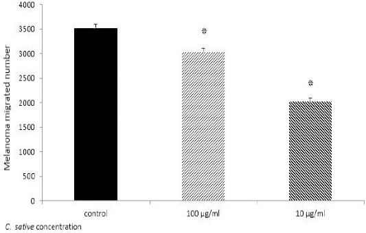 Melanoma migration assay. After 48 hr incubation of treated Melanoma with 10 and 100 μg/ml standardized Cannabis sativa and no treated cells, the number of migrated cells across membrane counted by flowcytometry. Results indicate 100 and 10 μg/ml standardized C. sativa significantly decreased migration of Melanoma; The result compared with control *P≤0.05