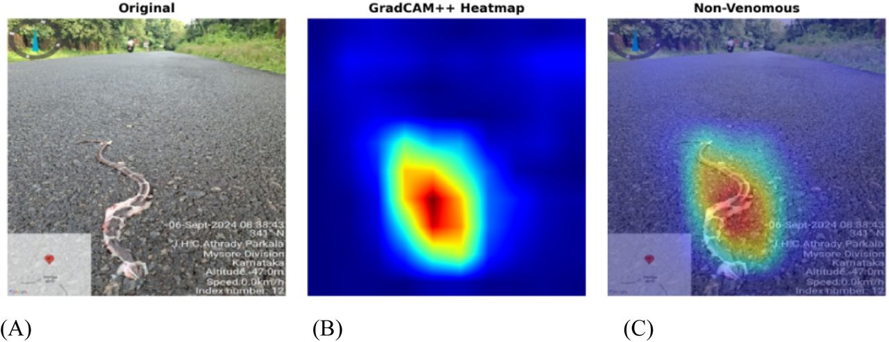 Non-Venomous Image: (A) Original image, (B) Gradcam image (C) Gradcam Overlay