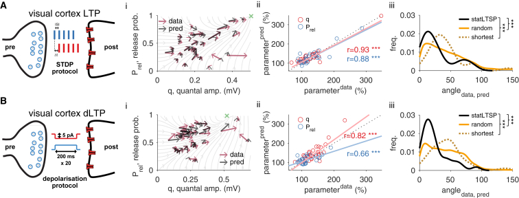 StatLTSP Predicts Expression Loci of Long-Term Potentiation in Visual Cortex(A) LTP experiments in visual cortex using spike-timing-dependent plasticity (STDP) protocols (Δt represents the delay between pre- and postsynaptic spikes; ISI is the inter-spike interval).(B) LTP experiments in visual cortex using a long-depolarizing step protocol. (i) Model predictions and observed changes in Prel and q parameters (black and purple, respectively). (ii) Predicted and observed changes in both Prel (blue) and q (red). There is no significant difference between predicted and observed changes for both Prel (STDP-LTP: p = 0.83; dep-LTP: p = 0.6) and q (STDP-LTP: p = 0.88; dep-LTP: p = 0.96). (iii) Distribution of angles (in degrees) between observed and predicted changes for statLTSP (black solid line), a random (orange solid line) and a shortest path model (dark orange dashed line; see STAR Methods). STDP and depolarization-LTP data reanalyzed from Sjöström et al. (2001) and Sjöström et al. (2007), respectively.