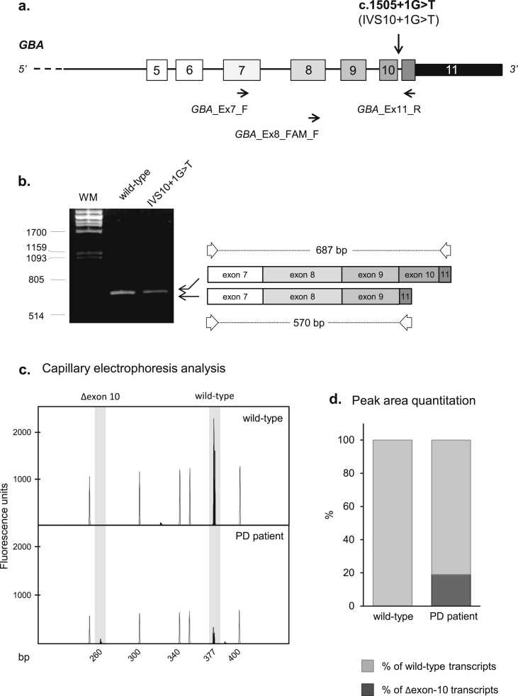 In-vivo analysis of the effect of the IVS10+1G>T mutation on GBA pre–mRNA splicing. a) A schematic representation of part of the GBA gene is reported: exons are represented by boxes (the thinner one corresponding to the 3′ untranslated region) and introns by lines. The gene is approximately drawn to scale. Arrows below the relevant exon indicate positions of primers used in RT-PCR experiments. The position of IVS10+1G>T is indicated by an asterisk. b) The results of RT-PCR experiments are shown. Amplified products were obtained from RNA extracted from whole blood of the PD patient carrying the IVS10+1G>T (c.1505+1G>T) mutation, as well as from a healthy donor. Products were separated on a 2% agarose gel; WM: molecular weight marker (λPstI). Two RT-PCR products were concomitantly amplified: one corresponding to the wild-type transcript, and a shorter one, of about 600 bp, possibly representing the transcript generated from the mutant allele. Direct sequencing of this aberrant product demonstrated that it is characterized by the in-frame skipping of the 117-nucleotide-long exon 10. A schematic representation of the two obtained RT-PCR products, together with their length, is also reported. c) RT-PCR experiments were also performed using, in the amplification step, a fluorescent primer. An aliquot of the fluorescent RT-PCR was run on a 3130XL Genetic Analyzer and measured with GeneMapper v4.0 software. The figure shows a GeneMapper window displaying fluorescence peaks corresponding to the 2 molecular species (wild type and mutant). The empty peaks represent the size standard (ROX-500 HD; their length is indicated below the panels), whereas the filled peaks correspond to the RT-PCR labeled products. The X-axis indicates GeneMapper data points and the Y-axis represents fluorescence units (FUs). d) Histograms indicate the quantitative analysis on fluorescence peak areas. For each sample, the sum of all the peak areas was set as 100%; the dark gray portion of the histogram corresponds to the percentage of transcripts containing transcripts lacking exon 10 (Δexon-10), whereas the light gray portion represents the percentage of wild-type isoforms. The expression of the mutant allele amounts to about one fourth of the wild-type allele.