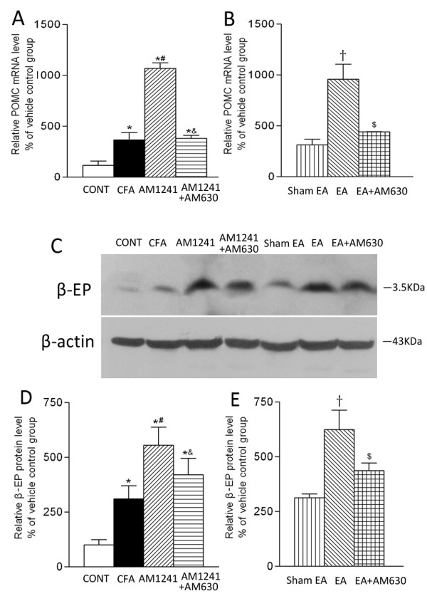 Effects of AM1241, EA, AM1241 plus AM630, and EA plus AM630 on the mRNA level of POMC (A, B) and the protein level of β-endorphin (C, D, E) in inflamed skin tissues. A, summary data show the relative mRNA level of POMC in the skin tissues obtained from the vehicle control (CONT), CFA+vehicle of AM1241 (CFA), CFA+AM1241 (AM1241), and CFA+AM1241+AM630 (AM1241+AM630) groups. B, summary data show the relative mRNA level of POMC in the skin tissues obtained from the CFA+sham EA+vehicle of AM630 (sham EA), CFA+EA+vehicle of AM630 (EA), and CFA+EA+AM630 (EA+AM630) groups. C, a representative gel image showing the protein level of β-endorphin in the skin tissues obtained from 7 groups of rats. β-actin was used as a loading control. The protein band at 3.5 kDa corresponds to the β-endorphin protein. D-E, summary data show the % increase in the β-endorphin protein level by AM1241 and EA with and without AM630. Data are expressed as means ± SEM (n = 6 rats in each group). * P < 0.05, compared with the vehicle control group; # P < 0.05, compared with the CFA+vehicle of AM1241 group; & P < 0.05, compared with the CFA+AM1241 group; †P < 0.05, compared with the CFA+sham EA+vehicle of AM630 group; $ P < 0.05, compared with the CFA+EA+vehicle of AM630 group (One-way ANOVA followed by Tukey's test).