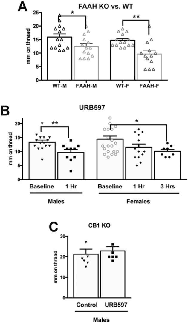 FAAH deletion and blockade reduces salivation. (A) Male and female knockout mice saw lower baseline salivation. (B) Treatment with the FAAH blocker URB597 (4 mg/kg) reduced salivation at 1 h in males and at 3 h in females. (C) URB597 did not alter salivation in male CB1 knockout mice. *p < 0.05, *p < 0.01 unpaired t-test.