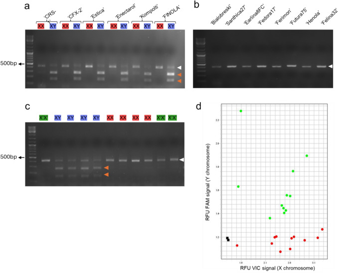 Genotyping results for different cultivars of C. sativa. CsPDS5-CAPS genotyping for female (XX) and male (XY) samples from six different dioecious cultivars (a), eight different monoecious cultivars (b) and 11 representative F2 individuals of a ‘FINOLA’ x ‘Felina 32’ cross (c). Cultivar names and phenotypic sex are depicted above the gel image (X’X’ = Monoecious (green), XX = Female (red) and XY = male (blue)). Gel images depict PCR fragments after EcoRI digestion. White and orange arrowheads indicate undigested (419 bp) and digested (157 and 262 bp) amplicons, respectively. Size marker: GeneRuler DNA Ladder Mix (Fermentas). Panel (d) shows the allelic discrimination plot of the 22 'FINOLA' samples analysed using the TaqMan SNP genotyping assay targeting the CsPDS5 polymorphism. The plot displays relative fluorescence units (RFU), with the X-axis representing the VIC signal (X allele) and the Y-axis representing the FAM signal (Y allele). Red dots correspond to XX samples, green dots to XY samples and black squares represent NTCs (no template controls)