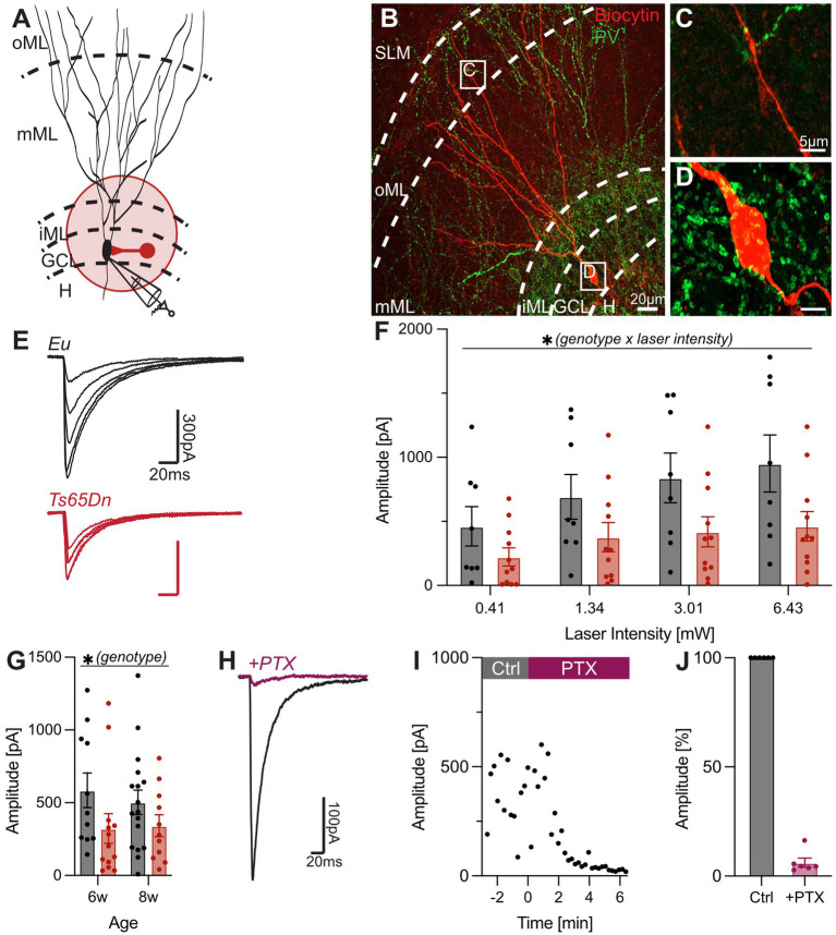 Diagram A shows a schematic of neuronal connections in the hippocampus. Panel B is a fluorescent microscopy image showing neuronal fibers stained in red and green. Panel C is a 5 micrometer close-up of a neuron. Panel D is another close-up highlighting a brightly stained neuron. Graph E compares synaptic response in normal (Eu) and Ts65Dn genotypes. Graph F displays amplitude vs. laser intensity, indicating significant differences between genotypes. Graph G shows age-related amplitude differences in genotypes. Graph H illustrates synaptic response with PTX treatment. Graph I plots amplitude over time before and after PTX treatment. Graph J compares amplitude percentages between control and PTX conditions.