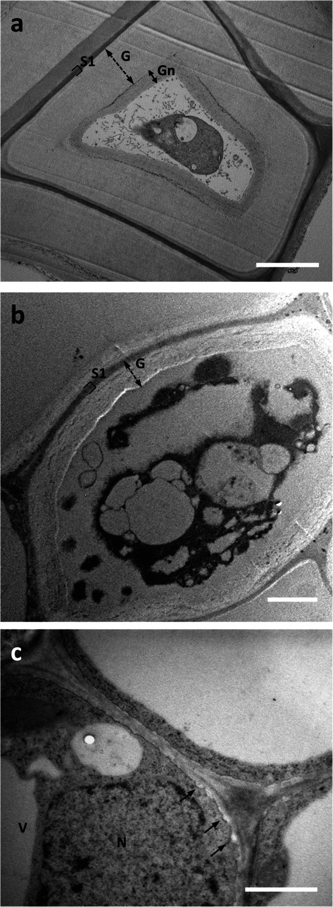 Comparative analysis by transmission electron microscopy of bast fibers in the hemp hypocotyl (after 20 days) and nettle stem. a Ultrastructure of a bast fiber in the stem of hemp. Note the thick G-layer (double dashed arrow) and the inner Gn-layer (double arrow). Bar: 2 μm. b A bast fiber in the nettle stem sampled at the bottom internode; apart from the different relative thickness, the G-layer appears as multi-layered and visually less compact. Bar: 2 μm. Both cells are characterized by cytoplasmic residues in the center. c A developing bast fiber at the level of the top internode. A thinner cell wall can be observed but characterized by the presence of local thickenings. N, nucleus. V, vacuole. Bar: 1 μm