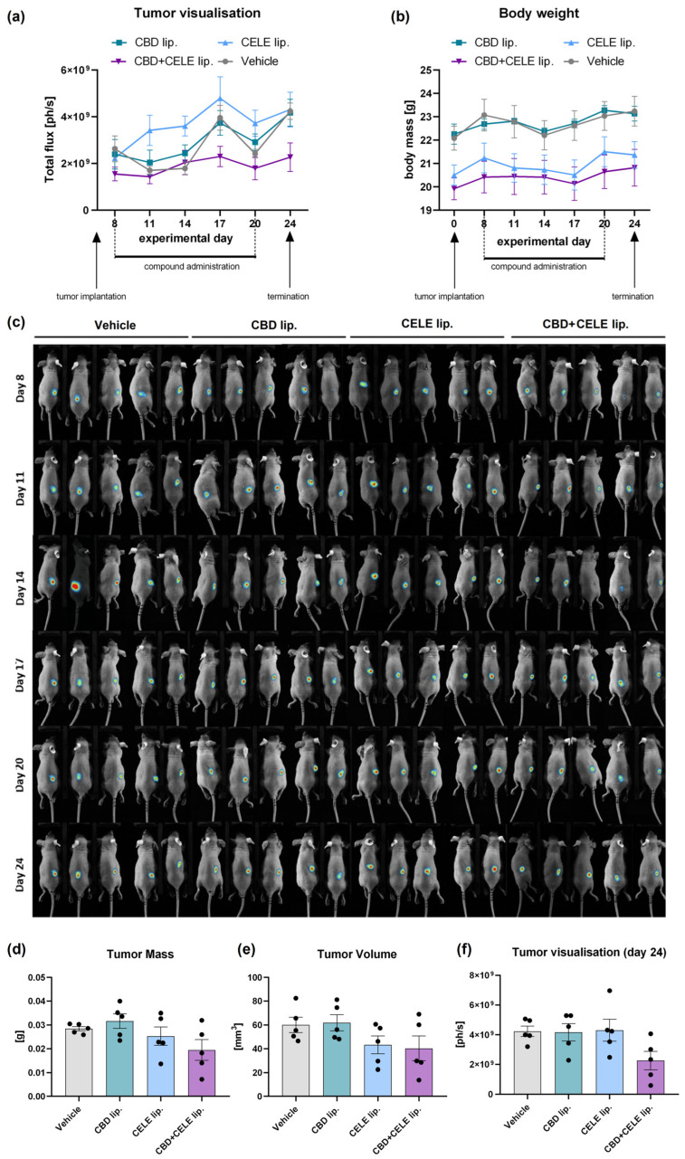 Tumor bioluminescence over time, represented as total flux (a) and body mass changes (b) in tumor-bearing BALB/c nude mice during the experiment. Animals received the control vehicle, CBD-loaded liposomes, CELE-loaded liposomes, and combination-loaded liposomes on days 8, 11, 14, 17, and 20 after tumor cell implantation. Bioluminescence imaging (c) was performed on days 8, 11, 14, 17, 20, and 24. Tumor mass (d), tumor volume (e), and tumor luminosity (f) were measured at the end of the experiment (day 24). In each of the 4 groups, 5 animals were analyzed. The data shown represents the mean ± SEM.
