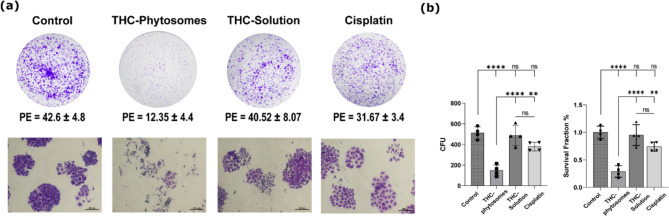 Clonogenic survival assay. (a) Representative photographs of cellular morphology of colonies formed after SCC4 cells treatment with phytosomes, solution, and cisplatin. (b) The survival fraction plot of cancer cells after administering the IC50 of the three medications, taking untreated cells as the control. A one-way ANOVA test followed by Tukey’s multiple comparisons test exhibits * = p < 0.05, ** = p < 0.01, *** = p < 0.001, and **** p < 0.0001, and ns codes for p > 0.05. The data is mean ± SD of triplicates (each replica is one well of a 6-well plate seeded with 25 × 104 SCC4 cells)