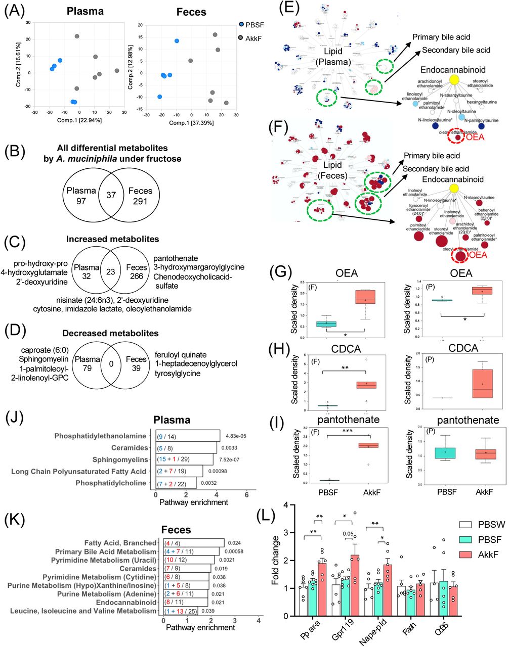 A. muciniphila induces metabolomic profile shift with the increase of endocannabinoid OEA.(A) Principal component analysis (PCA) plots of plasma and fecal samples assessing the variance of metabolites between A. muciniphila treated group and control (PBS) group under fructose treatment. The percentages of variance explained by the first (Comp. 1) and second (Comp. 2) principal components are shown in brackets. (B-D), Venn diagrams showing the numbers of (B) all differential (C) increased and (D) decreased metabolites in plasma and feces of A. muciniphila-treated group (AkkF) compared with PBS group (PBSF) under fructose. Differential metabolites were determined by Welch’s t-Test (p < 0.05). (E-F) Metabolites involved in lipid pathway in (E) plasma and (F) feces altered by A. muciniphila under fructose. Red and blue dots indicate lipid metabolites upregulated and downregulated at p-val < 0.05, pink and cyan dots indicate metabolites upregulated and downregulated at 0.05 < p-val < 0.1, respectively, by A. muciniphila. Dot size indicates the relative fold change. (G-I) Box plots showing the levels of (G) OEA (H) CDCA (chenodeoxycholic acid), and (I) pantothenate in feces (F, left panels) and plasma (P, right panels) between AkkF and PBSF groups. Differential metabolites between AkkF and PBSF were determined by Welch’s t-Test (q-val < 0.05). (A-I) n = 5-6/group. (J-K) Bar-plots showing top representative pathways of differential metabolites in (J) plasma and (K) feces. Enrichment hypergeometric p-values are shown beside the bars. Inside the bar, black, blue, or red indicates # of all detected, decreased, or increased metabolites in the pathway by A. muciniphila under fructose. (L) Fold changes of gene expression levels of Ppara, Gpr119, Nape-pld, Faah, and Cd36 in the ileum. Data are presented as means ± SEMs. n = 6-7/group (except Cd36 of PBSW, n = 4). Statistical significance of each gene was determined by One-way ANOVA with Tukey’s post hoc test and values were considered statistically significant at p-val < 0.05. * p-val < 0.05, ** p-val < 0.01, *** p-val < 0.001.