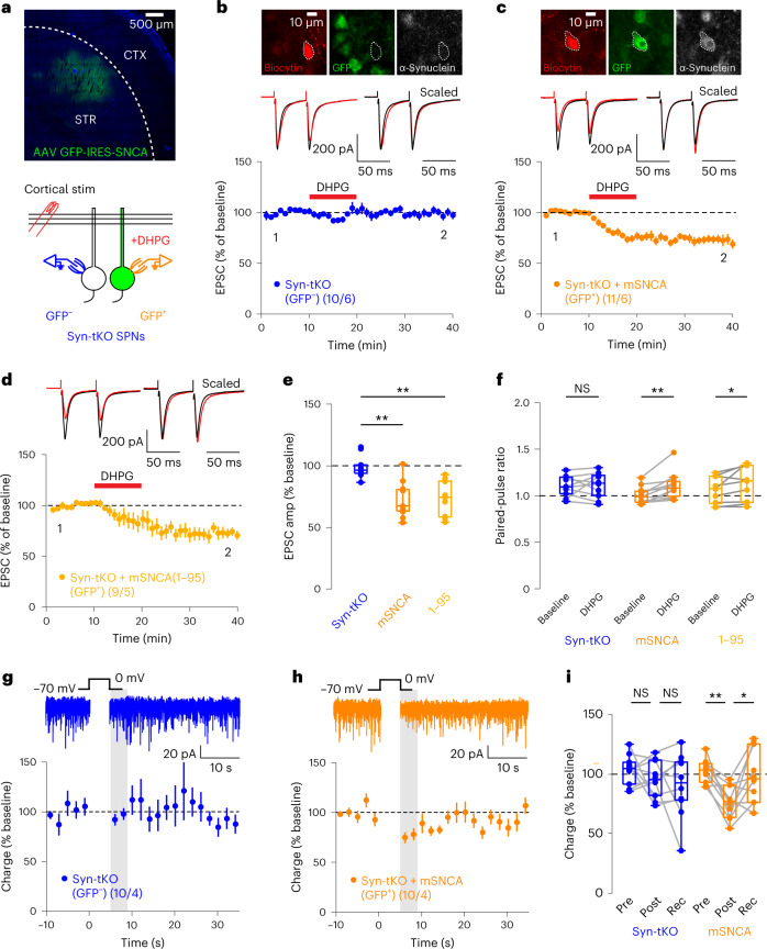 Postsynaptic α-Syn rescues eCB plasticity in Syn-tKO mice by a cell-autonomous mechanism.a, Experimental approach. Top, AAV-mediated expression of α-Syn and GFP in dorsolateral striatum of Syn-tKO mice; bottom, Syn-tKO (GFP−) and α-Syn-expressing SPNs (GFP+) targeted for recordings. b,c, Top, Post hoc verification of α-Syn expression. b–f, Postsynaptic expression of full-length α-Syn in Syn-tKO cells is sufficient to rescue eCB-LTD (GFP–, pooled: n = 10 cells, 6 mice, 99. 04 ± 2.89%; GFP+, mSNCA: n = 11 cells, 6 mice, 72.71 ± 4.32%; P = 2.09 × 10−4). d, Postsynaptic expression of a C-terminus-truncated α-Syn (1–95) still rescued eCB-LTD in Syn-tKO mice (GFP+, 1–95: n = 9 cells, 5 mice, 73.47 ± 4.84%; P = 5.41 × 10−4). e, Summary of EPSC amplitudes. f, Summary of PPRs in full-length α-Syn-expressing cells (GFP+, mSNCA; baseline: 1.01 ± 0.03; post-DHPG: 1.11 ± 0.04; P = 2.0 × 10−3), C-terminus-truncated α-Syn-expressing cells (GFP+, 1–95; baseline: 1.07 ± 0.05; post-DHPG: 1.14 ± 0.06; P = 0.039) and GFP− cells (GFP−, pooled; baseline: 1.08 ± 0.03; post-DHPG: 1.09 ± 0.04; P = 1.0). g–i, Postsynaptic expression of full-length α-Syn rescues DSI in Syn-tKO SPNs (GFP− cells: n = 10 cells, 4 mice, pre-depol: 103.58 ± 4.01%, post-depol: 95.81 ± 4.88%, recovery: 90.66 ± 8.44%, P = 0.695, P = 0.770; GFP+ cells: n = 10 cells, 4 mice, pre-depol: 102.73 ± 3.19%, post-depol: 76.21 ± 4.29%, recovery: 98.32 ± 7.27%, P = 3.9 × 10−3, P = 0.027). i, Summary of DSI. Data are mean ± s.e.m. e,f,i, Box plots are depicted as mean (center), first/third quartiles (lower/upper box limits) and minima/maxima (bottom/top whiskers). Statistical significance was assessed by two-sided tests, including Wilcoxon signed tests (f,i) and ANOVA with multiple comparisons (e) (**P < 0.01; *P < 0.05; NS, not significant). depol, depolarization. Rec, recovery.Source data