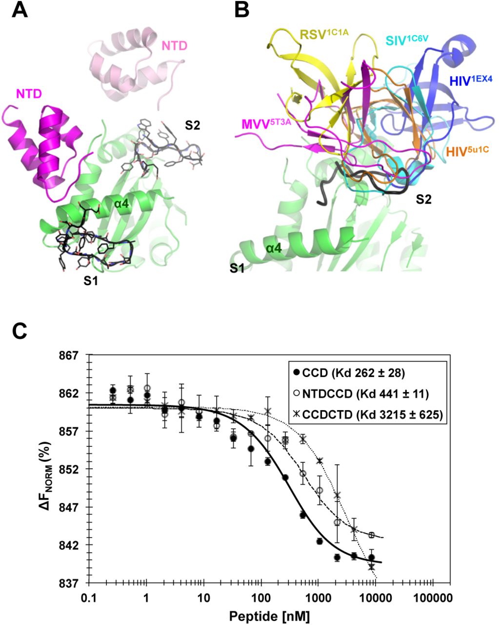Peptide binding affinities to IN truncation domains.(A) Superposition of the peptide (black), bound at site-1 (S1) and site-2 (S2), to NTDCCD structure (PDB code: 1K6Y). (B) Superposition of the peptide (black), bound at site-2 (S2), to the various CCDCTD structures of HIV-1 intasome (orange, PDB code: 5U1C) or apo proteins of HIV-1 (blue, PDB code: 1EX4), SIV (cyan, PDB code: 1C6V), RSV (yellow, PDB code: 1C1A), and MVV (magenta, PDB code: 5T3A). CTD of 1EX4 is modeled from a symmetry mate. Site-1 (S1) of all CCDCTD structures is clearly exposed and therefore a peptide was not superposed at S1. (C) Peptide binding affinity to HIV-1 IN CCD, NTDCCD and CCDCTD. Values are means of three repeats (±SD). ΔFNorm: normalized fluorescence units (% of bound and unbound peptide).