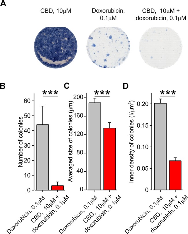 Co-application of doxorubicin with CBD, but not alone, inhibits the formation of BNL1 ME cell colonies. (A) A collage image of BNL1 ME cell colonies 24 h after treatment with 10 μM CBD alone (left), 0.1 μM doxorubicin (middle), and 10 μM CBD with 0.1 μM doxorubicin (right). (B–D) Bar graphs plotting the number of colonies (B), averaged size of colonies (C), and inner density of colonies (D) treated with either 0.1 μM doxorubicin (gray) or 10 μM CBD with 0.1 μM doxorubicin (red). ***—p < 0.001, Student’s t-test, n = 6 colonies for each treatment.