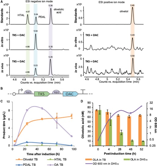 Production profiling of TKS and OAC under in vitro and in vivo conditions. (A) LC Q‐TOF MS qualitative analysis of the products obtained by TKS expressed together with OAC in vitro and in vivo. Standards: commercial chemical standards. In vitro: products obtained in a biotransformation assay with purified TKS and OAC supplied with substrates. In vivo: products obtained when expressing TKS and OAC in Escherichia coli as shown in (B) at 20 °C after induction in TB media. Negative controls for both conditions are shown in Fig. S1. Samples were run in ESI negative ion mode. The chromatogram shown is composed by two merged extracted ion chromatograms (m/z = 223.098 and 181.087), and the single chromatograms are shown in Fig. S1. Samples run in ESI positive ion mode, and chromatogram shown is extracted ion chromatogram (m/z = 181.12). The retention times of authentic standards are HTAL (4.8 min), PDAL (5.03 min), olivetolic acid (5.3 min) and olivetol (5.59 min). (B) Schematic figure of the expression construct. (C) Quantification of olivetolic acid and by‐products with time obtained under in vivo conditions. Samples from E. coli transformed with construct (B) were collected at different time points after induction, grown at 20 °C in TB media. The compounds were quantified by LC combined with triple quadrupole MS (LC‐MS/MS) using reference standards at known concentrations (see Material and Methods). Data points are average of two biological replicates, and bars represent standard deviation. (D) Olivetolic acid degradation in the presence of E. coli. Cultures of a GFP‐expressing plasmid (pBbB2c‐GFP) 16 in TB medium (5 mL; starting OD600 nm of 0.1) were incubated at 37 °C until the OD600 nm reached 0.8. Olivetolic acid (100 μm) was added to this culture followed by a further incubation at 30 °C for 52 h at 200 r.p.m. Control incubations of olivetolic acid were performed in TB medium only with no E. coli present. Periodic culture sampling was performed, and OD600 nm was measured as well as olivetolic acid extracted in ethyl acetate, dried, resuspended in methanol and analysed by LC/MS. Data points are the average of three replicates, and bars represent standard deviation. OLA in TB: media only with the addition of olivetolic acid standard; OLA in DH5α: E. coli strain DH5α with the addition of olivetolic acid standard. OD600 nm DH5a: Growth of E. coli strain DH5α.
