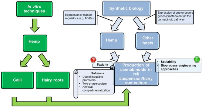 Workflow showing the achievements (in green) and potential future approaches (in light blue) to produce cannabinoids in cultures of Cannabis, as well as other plant hosts.