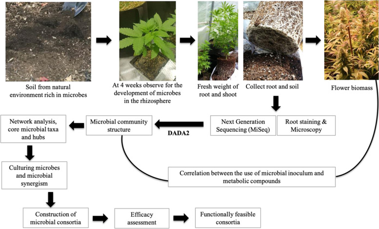 This illustration shows the technical workflow for the development of microbial consortia for Cannabis (hemp and marijuana). The source is a microbial suspension from a natural environment rich in microbes. A root colonization study at 4 weeks allows assessment of whether microbes have been established. Next-generation sequencing and the DADA2 pipeline in R can determine community composition, and core microbes can be isolated from cannabis roots and rhizospheric soils. Network analysis will provide insight into the core microbial taxa and hub microbes. Later, the core microbes can be cultured in different microbial growth mediums and microbial synergism can be evaluated. Then, different microbial consortia can be considered for efficacy assessment, and functionally feasible consortia considered for utilization in the cultivation of marijuana and hemp