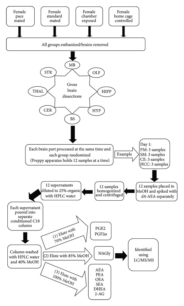 Flowchart of experimental design and lipidomic methodology—starting with the 4 different mating strategies treatment groups, euthanization and collection of brains, gross brain dissection, and then the randomization of the lipid extraction process to the standardized elution and HPLC/MS/MS analysis. See Section 2 for abbreviation definitions.