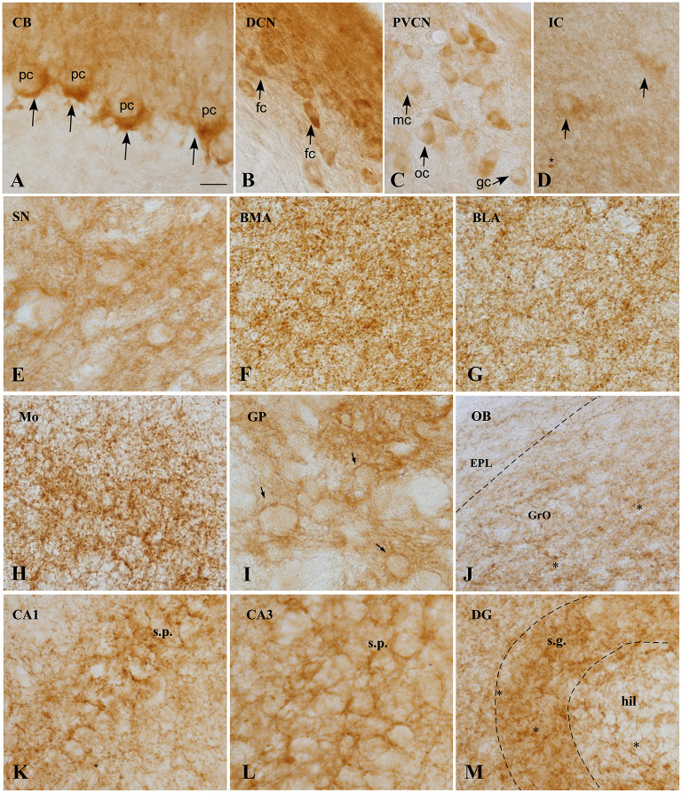 CB1 immunoreactivity in the GASH/Sal brain. (A) Micrographs showing CB1 receptors (arrows), around the soma and the initial part of the axon of unstained Purkinje cells, constituting the so-called “Pinceaux” formation. (B) Strong and diffuse CB1 immunoreactivity in the dorsal cochear nucleus. Neurons of this nucleus appear immunostained. (C) Neurons of the posteroventral cochlear nucleus showing slight immunoreactivity for CB1R. (D) CB1 expression in the central nucleus of the inferior colliculos, exhibiting diffuse immunoreactivity. Scarce medium-size neurons appears labeled intracelularlly. Asterix indicate small immunoreactive glial cells. (E) CB1 immunoreactivity is observed in not strong delineate fibers in the substantia nigra. (F,G) CB1R immunostaining in the basomedial (BML) and basolateral (BLA) amygdala, showing the neuropil granular/reticular staining. Labeling is slightly weaker in BLA. (H) Strong CB1 immunoreactive fibers with a plexiform pattern in the motor cortex. (I) High CB1 expression in the globus pallidus, where a strong network of immunoreactive fibers surround immunonegative-traversing fascicles (arrows). (J) CB1 immunoreactivity of the Olfactory bulb, exhibiting moderate immunoreactivity of Granule cell layer (GrO) and weakly immunoreactivity of the external plexiform layer (EPL). Asterisk indicates small immunoreactive glial cells. (K–M). CB1 expression in rat hippocampal formation. CB1 positive fibers surround the somata of pyramidal cells in CA1 (K) and CA3 (L) fields of the hippocampus. Numerous varicosities, corresponding to terminals is apparent. Receptor levels are particularly high in the granule cell layer (sratum granulosum) of the dentate gyrus. Scale bar = 20 μm for all panels. BLA, Basolateral amygdala nucleus; BMA, Basomedial amygdala nucleus; CA1–3, Cornu Ammonis area 1–3 CB, Cerebellum; DCN, Dorsal cochlear nucleus, DG, Dentate gyrus; fc, Fusiform cells; EPL, External plexiform layer olfactory bulb gc, Globular cells; GP, Globus pallidus; GrO, Granule cell layer olfactory bulb; hil, Hilus; IC, Inferior colliculus; mc, Multipolar cells; Mo, Motor cortex; OB, Olfactory bulb; oc, Octopus cells; pc, Purkinje cells; PVCN, Ventral cochlear nucleus, posterior part; SN, Substantia nigra; s.g., Stratum granulosum; s.p., Stratum pyramidale.