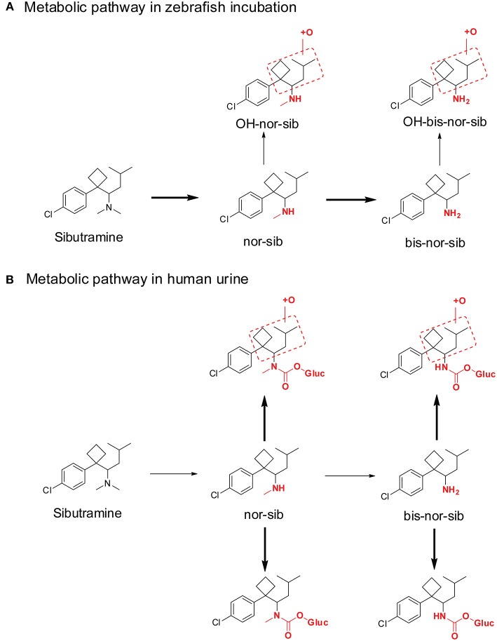 Metabolic pathway of sibutramine after Zebrafish incubation (A) and in human urine (B). Bold arrows denote major metabolic pathways and narrow arrows for minor pathways.