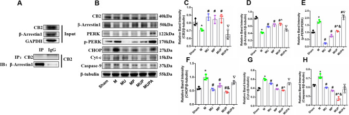 Effects of URB597 and 4-PBA on the CB2/β-Arrestin1-dependent ER stress and mitochondrial apoptosis. A Immunoprecipitation confirmed the interaction between CB2 and β-Arrestin1. B Representative western blots of CB2, β-Arrestin1, p-PERK/PERK, CHOP, Cyt-c, and caspase-9. C–H Quantitative analysis of protein expression. *p < 0.05 vs. Sham; #p < 0.05 νs. M, ^p < 0.05 νs. MP, &p < 0.05 νs. MU, ▽p < 0.05 νs. MUP (n = 3)