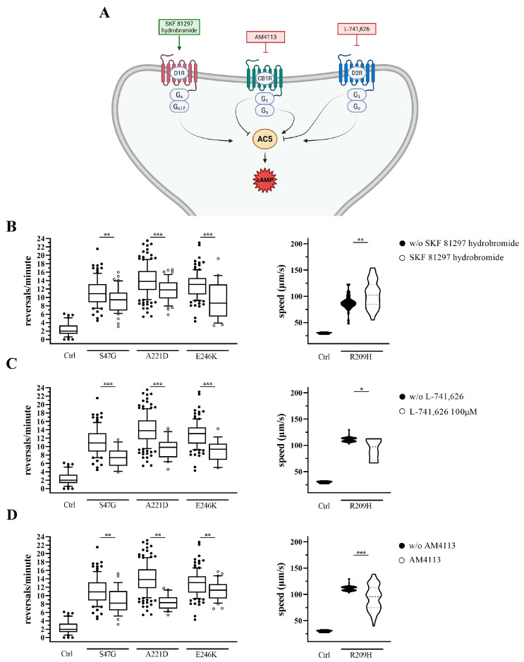 Effects of GPCR ligands predicted to exacerbate hyperactive locomotion in goa-1 mutants. (A) Schematic overview of the GPCR signaling pathways and pharmacological agents investigated (see Figure 1 legend for details). Created with BioRender.com. (B–D) Locomotor responses to GPCR-targeting compounds after 2 h exposure to (B) SKF-81297 hydrobromide (D1R agonist), (C) L-741,626 (D2R antagonist), and (D) AM4113 (CB1R antagonist). Reversal rate was measured in goa-1[S47G], goa-1[A221D], and goa-1[E246K] animals, while forward locomotion speed was assessed in goa-1[R209H] mutants. Data are expressed as mean ± SEM of at least three independent assays and normalized to solvent-treated controls. Statistical analysis was performed using an unpaired t-test with Welch’s correction (* p < 0.05; ** p < 0.01; *** p < 0.0005). Under untreated conditions, all goa-1 mutant strains differed significantly from N2 (Ctrl) animals (p < 0.0001). The number of animals tested is reported in Tables S4 and S5.