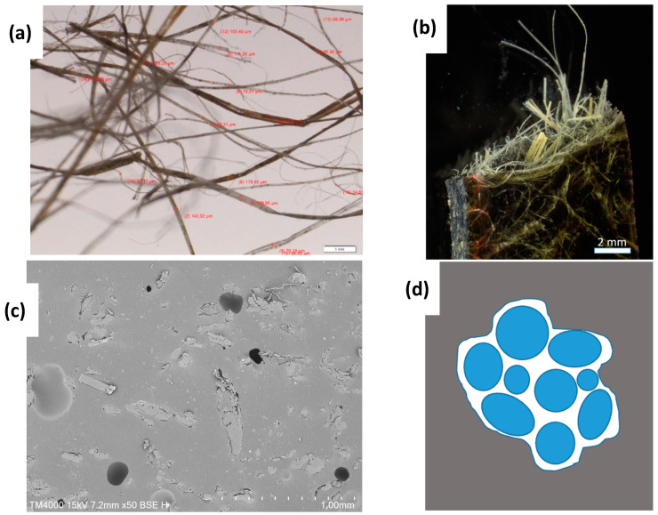 Optical microscopies of hemp fiber (a), broken surface of hemp reinforced composite (b), SEM image of the cross-section of embedded hemp fiber bundles in a polyurethane matrix (c), and schematic representation of a fiber bundle in polymer matrix material (d).