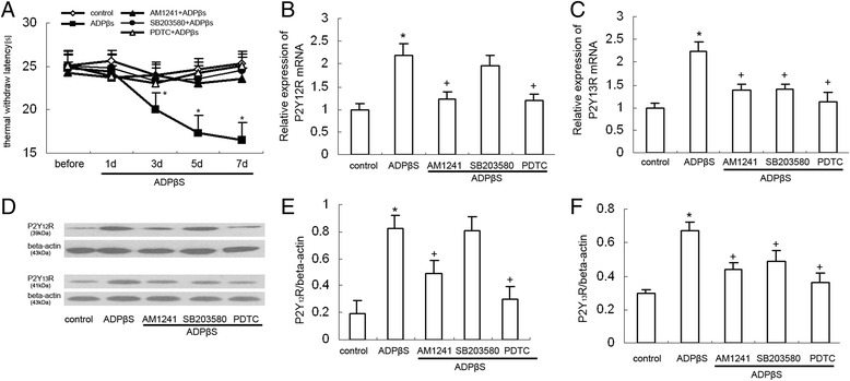 The effect of AM1241, SB203580, and PDTC on the thermal threshold and the expression of P2Y12 and P2Y13 receptors. Data are presented as TWL. All values represent mean ± standard deviation. a Comparison of thermal stimulation pain threshold in the ipsilateral hind paw of rats (n = 8). Spinal ADPbetaS injection reduced TWL from days 3 to 7 after ADPbetaS injection. *P < 0.05 compared with control group. Pretreated with AM1241 (100 PM, 20 min), SB203580 (50 μM), or PDTC (5 μg/10 μl) significantly inhibited the reduced withdrawal threshold days 3 to 7 in ADPbetaS-treated rats, respectively (compared with ADPbetaS-treated rats, AM1241: P < 0.05; SB203580: P < 0.05; PDTC: P < 0.05). b RT-PCR results show the expression of P2Y12 mRNA expression in the dorsal spinal cord of the rats in every groups (n = 8 per group). *P < 0.05 means comparison with the control group; + P < 0.05 means comparison with the ADPbetaS-treated rats. c RT-PCR results show the expression of P2Y13 mRNA expression in the dorsal spinal cord of the rats in every group (n = 8 per group). *P < 0.05 means comparison with the control group; + P < 0.05 means comparison with the ADPbetaS-treated rats. d Western blotting image of P2Y12R expression. The top panel was the target band, P2Y12R, and the bottom one was for the loading control beta-actin. e Western blotting quantitative analysis of the P2Y12R expression in the dorsal spinal cord of the rats. *P < 0.05 means comparison with the control; + P < 0.05 means comparison with the ADPbetaS-treated rats. f Western blotting quantitative analysis of the P2Y13R expression in the dorsal spinal cord of the rats. *P < 0.05 means comparison with the control; + P < 0.05 means comparison with the ADPbetaS-treated rats