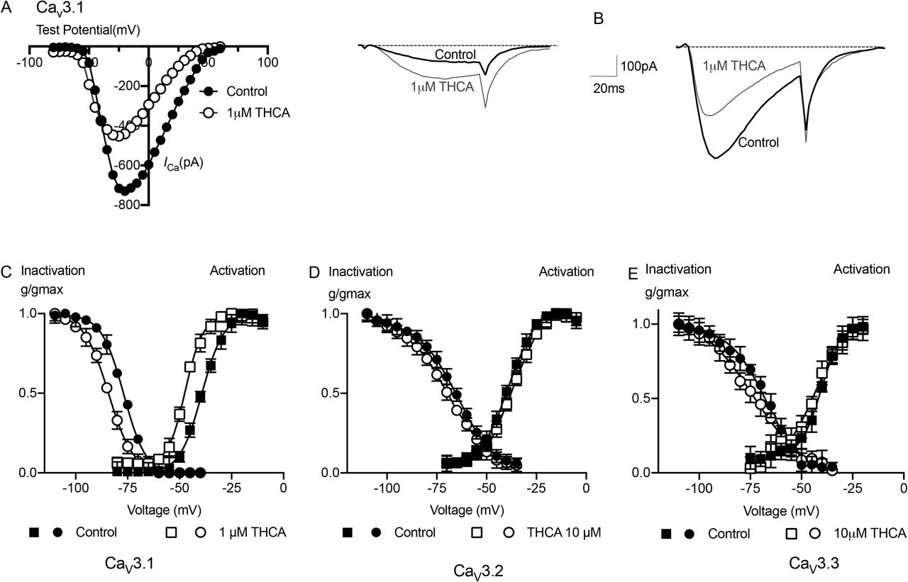 THCA effects on the activation and inactivation of CaV3 channels.(A) Current-Voltage (I-V) relationship showing the activation of CaV3.1 from a holding membrane potential of −100mV in the absence and presence of 1μM THCA. The peak current amplitude is plotted, (B) example traces of this experiment illustrating the effects of 1μM THCA at testing membrane potential of −51mVand −22mV: current is enhanced at lower test potentials then inhibited at more depolarized potentials. (C) 1 μM THCA affected half activation and inactivation of CaV3.1 expressed in HEK293 to negative potentials. (D) Steady state activation and inactivation of CaV3.2 expressed in HEK293 in the presence and absence of THCA showed a significant shift in inactivation of CaV3.2 however 10 μM THCA created slight shift in activation of CaV3.2. (E) THCA caused a small positive shift in activation kinetics of CaV3.3 and a small negative shift in inactivation of CaV3.3. Each data points represent the mean ± SEM of 6 cells.