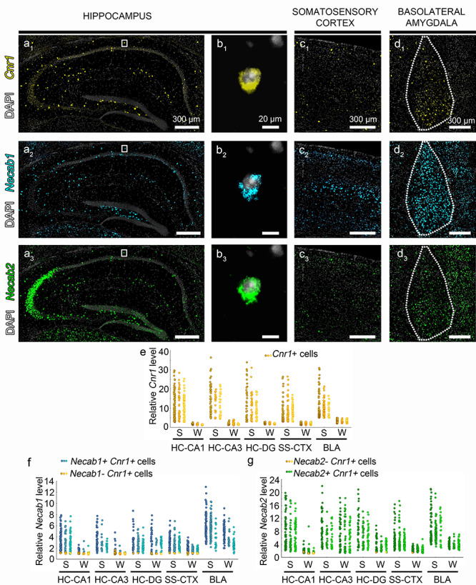 Prominent Necab1 and Necab2 mRNA expression in high Cnr1-expressing hippocampal, cortical, and amygdalar interneurons. (a–d) Representative confocal microscopy images of triple fluorescent ISH shows the expression patterns of genes encoding the CB1 cannabinoid receptor (Cnr1, yellow), NECAB1 (Necab1, cyan), and NECAB2 (Necab2, green) in the mouse hippocampus (a1–b3), somatosensory cortex (c1–c3), and BLA complex (d1–d3). Cell nuclei are stained with DAPI (white) in all images. (b1–b3) High magnification of a triple-positive hippocampal interneuron located in the CA1 stratum oriens is shown from the boxed region in (a1–a3). Dashed line in (d1–d3) outlines the BLA complex. (e–g) Quantitative analysis of mRNA levels in 1337 individual cells segregates neurons into two major populations throughout the hippocampus (HC), somatosensory cortex (SS), and BLA complex. Cells exhibiting strong (S) Cnr1 mRNA expression are predominantly represent GABAergic interneurons, whereas neurons with weak (W) Cnr1 mRNA levels belong to principal cells. The three columns of data points represent individual cells from n = 3 mice. Note that both Necab1 and Necab2 are consistently highly expressed in strong Cnr1-positive cells in all three regions. Interestingly, weak Cnr1-positive cells that are putative mossy cells in the hilus of the DG also express moderate levels of both Necabs. Specific pyramidal cell populations express Necab1 in the somatosensory cortex and in the BLA complex, whereas Necab2 has high levels in CA2 and CA3a pyramidal neurons.