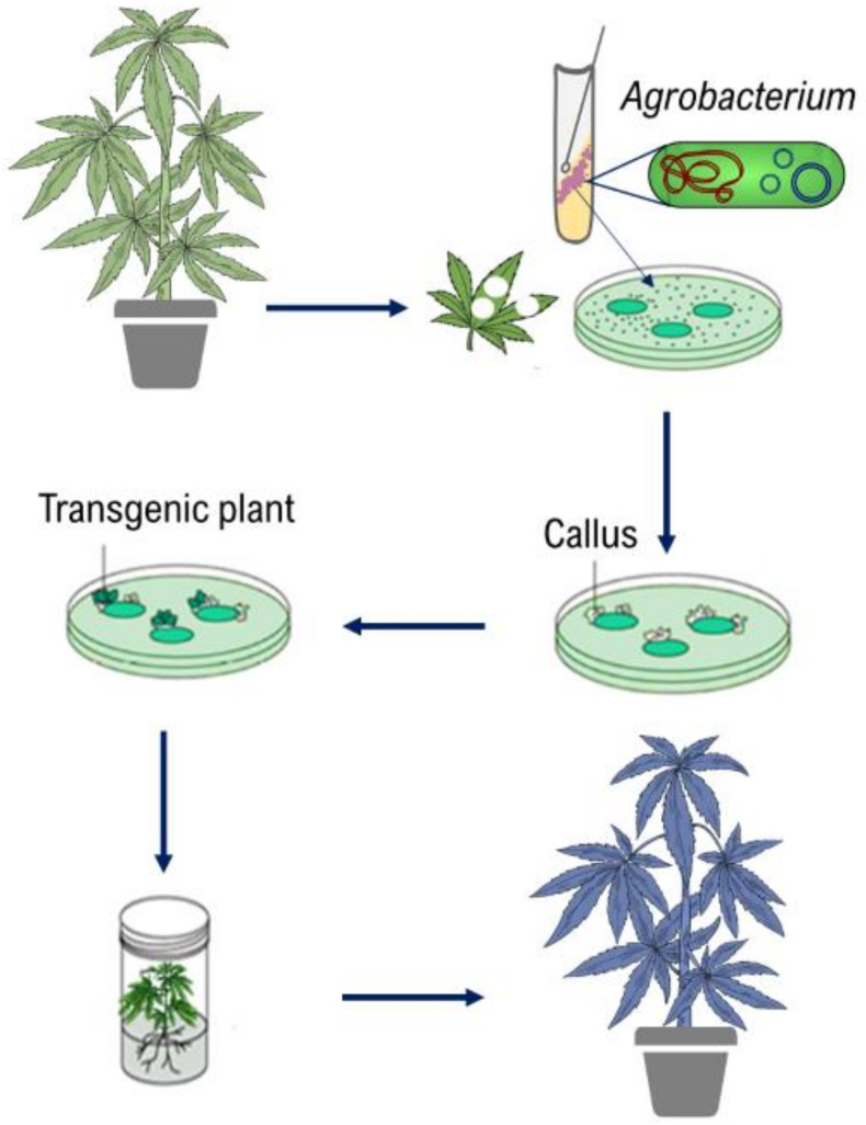 The schematic diagram of Agrobacterium-mediated gene transformation.