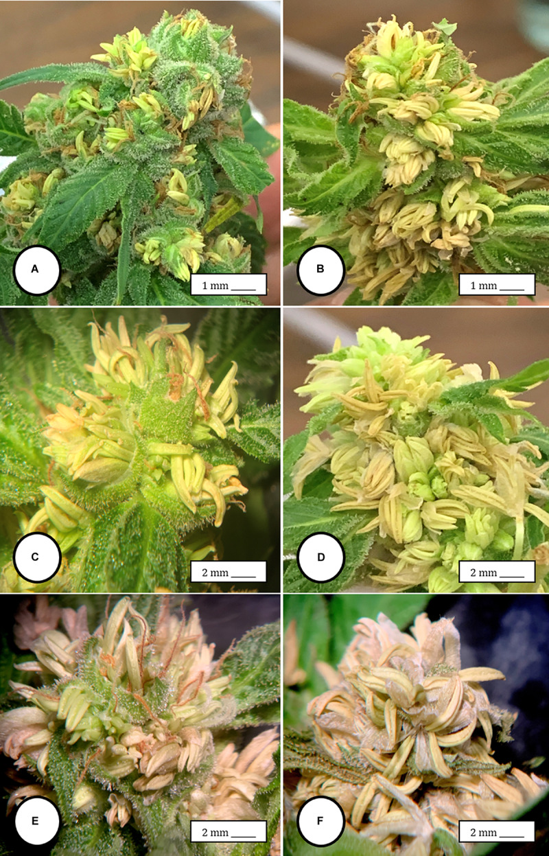 The spontaneous conversion of a female inflorescence to produce anthers. (A) Initial clusters of anthers forming within the calyx that normally surrounds the ovary. (B) Advanced stage of development of anthers in large clusters on the same plant shown in (A,C,D) Close-up of masses of anthers replacing the female inflorescence. (E,F) Mature anthers that have become dried. Figure (F) shows the prominent “banana-shaped” morphology. The transition from (A–F) occurs over 3 weeks.