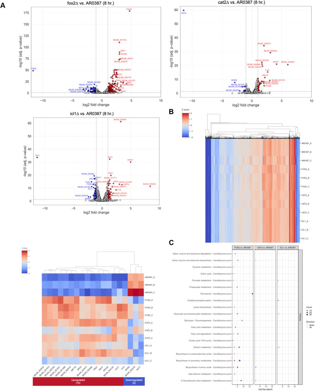 RNA-sequencing analysis of C. auris WT compared to mutant strains (A) Volcano plots of gene expression between AR0387. Each circle represents a gene. White: no significant difference, Blue, downregulated, Red: upregulated. (B) Heatmap of AR0387 and mutant strains gene expression in Sweat + 0.1% Sebum using the Z score normalized data. Additional heatmap of genes commonly upregulated and downregulated by fox2Δ, cat2Δ, and icl1Δ compared to AR0387. (C) Pathway analysis of AR0387 and mutant strains gene expression in Sweat + 0.1% Sebum.