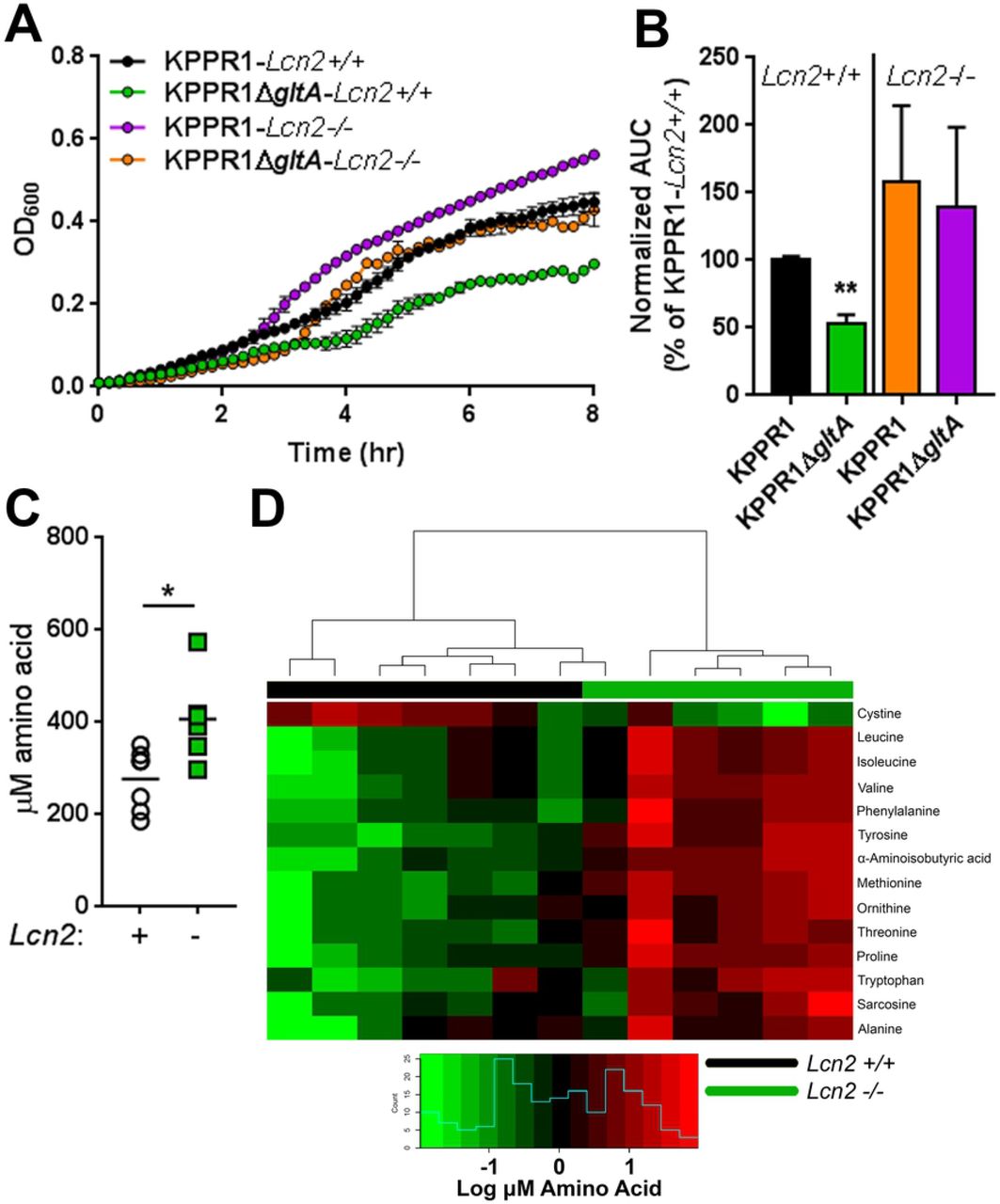 Bronchoalveolar lavage fluid from Lcn2-/- mice can sustain growth of KPPR1ΔgltA due to increased amino acid levels.(A) Murine bronchoalveolar lavage fluid (BALF) was obtained from uninfected C57BL/6J mice or isogenic Lcn2-/- mice, and WT KPPR1 and KPPR1ΔgltA were grown 100% BALF (n = 3, mean displayed ± SEM). (B) Area under curve (AUC) analysis was used to compare growth of WT KPPR1 and KPPR1ΔgltA in Lcn2+/+ and Lcn2-/- BALF. Data are normalized to growth of WT KPPR1 in Lcn2+/+ BALF (n = 3, mean displayed ± SEM, **P < 0.005, ANOVA followed by Sidak’s multiple comparisons post-hoc test). (C) Total amino acid content from uninfected C57BL/6J mice or isogenic Lcn2-/- mice subjected to metabolomic analysis (n = 6-7, mean displayed, *P < 0.05, Student’s t test). (D) Heatmap of amino acid concentrations in BALF obtained from uninfected C57BL/6J mice or isogenic Lcn2-/- mice subjected to metabolomic analysis (significantly different [FDR P < 0.05] amino acid concentrations displayed, n > 6 mice/group). Blue histogram in inset indicates composite amino acid concentration values in heatmap matrix.