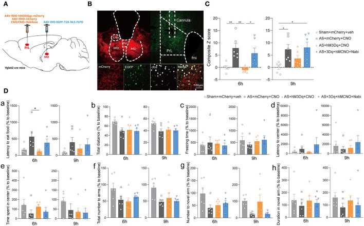 The MDglu-PrLglu circuit was involved in the effect of eCB on POD. (A) Scheme of viral injection and CNO application. (B) The injection site in MD and PrL (above) and activation efficiency (below). (C) The composite Z score at 6 h (left) and 9 h (right) after AS. (D) The latency to eat food in buried food test (a); the total distance (b), the freezing time (c), the latency to center (d), time spent in center (e) in the open field; the total number to arm (f), number to novel arm (g), duration in the novel arm (h) in Y maze at 6 h (left) and 9 h (right) after AS. Data are shown as mean ± SEM. N = 6. *P < 0.05, **P < 0.01. AS, anesthesia and surgery; Nabi, nabilone; CNO, clozapine N-oxide; mCherry, AAV-fDIO-mCherry; hM3Dq, AAV-fDIO-hM3Dq-mCherry; PrL, prelimbic cortex; MD, mediodorsal thalamus.