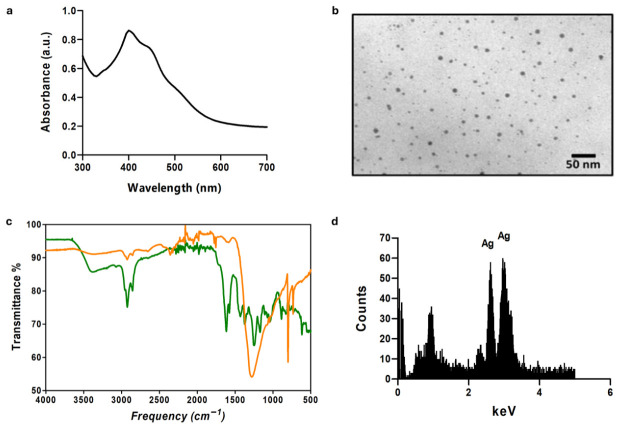 Characterization of green synthesized AgNPs. (a) UV-vis spectrum of AgNPs shows the surface plasmon resonance characteristic of silver nanoparticles. (b) TEM images of AgNPs, using a magnification of 140,000×. (c) FTIR analysis of ethanolic extract of High-CBD (green) and green synthesized AgNPs (orange). (d) EDS analysis of AgNPs showing characteristic peaks of Ag.