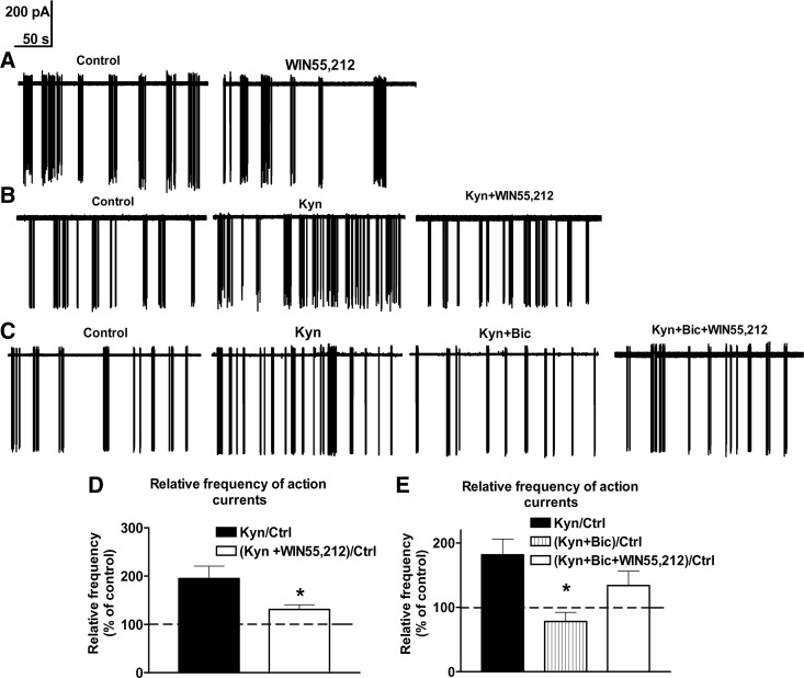 The CB1 receptor agonist WIN55,212 inhibits GnRH neuron firing via a GABAA-R-dependent mechanism. When applied to acute slice preparations of the POA, WIN55,212 (1 μm) reduces the action current frequency of a representative GnRH neuron, compared with its control firing rate before treatment (A). The control firing rate of a representative GnRH neuron is increased in the presence of the ionotropic glutamate receptor blocker Kyn (2 mm). The subsequent application of WIN55,212 results in a decrease of this firing rate, indicating that WIN55,212 can act via nonglutamatergic mechanisms (B). Histograms show the relative percentages of action current frequencies from eight recorded cells (D). When the GABAA-R blocker Bic (20 μm) is applied in the presence of Kyn, the firing rate of GnRH neurons decrease. In this paradigm, WIN55,212 is not capable of reducing the action current frequency of GnRH neurons (C). This finding provides evidence that WIN55,212 reduces the firing of GnRH neurons via a GABAA-R-dependent mechanisms. Histograms of loose-patch recordings show the relative percentages of action current frequencies from eight recorded cells (mean ± sem) (E). *, P < 0.05 vs. Kyn. Ctrl, Control.