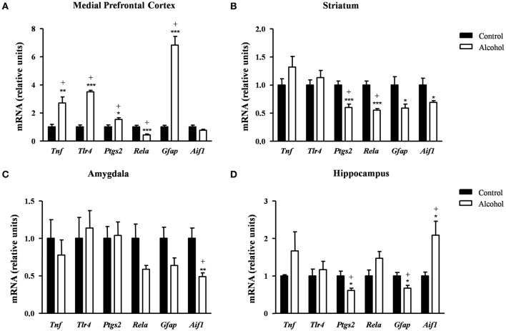 Relative mRNA expression of neuroinflammatory factors in different brain regions of adult rats exposed to intermittent adolescent alcohol. Relative mRNA expression of Tnf, Tlr4, Ptgs2, Rela, Gfap and Aif1 mRNA in the medial prefrontal cortex (A), striatum (B), amygdala (C), and hippocampus (D). Bars represent the mean ± SEM (8 animals per group). Data were analyzed by Student's t-test (Welch's correction) and Benjamini–Holchberg false discovery rate procedure for multiple comparisons. *p < 0.05, **p < 0.01 and ***p < 0.001 denote significant differences compared with the control group. (+) denotes significant differences compared with the control group after adjustment for multiple comparisons in each brain region.