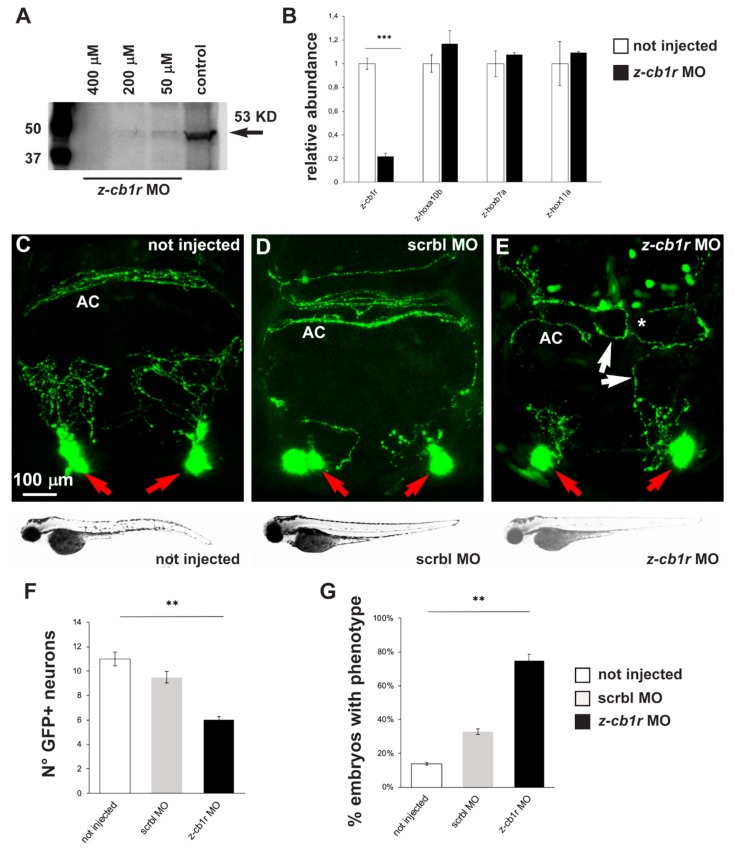 Effects of MO-mediated CB1R knockdown on GnRH3 neurons in zebrafish embryos. (A) Western blot analyses of protein extracts from uninjected or z-cb1r MO-injected zebrafish embryos. A significant depletion of the CB1R protein was detected in the treated embryos. (B) Real-time qPCR analyses of z-cb1r and three z-hox genes on RNA samples extracted from uninjected (open bars) or z-cb1r MO-injected (solid black bars) embryos. Expression is shown relative to the expression of the housekeeping gene mRNA (z-β-actin). The abundance of the control RNA is set as 1. A depletion of the z-cb1r mRNA in embryos injected with z-cb1r MO is observed, as compared to control ones. No change in the expression of z-hox genes was observed, indicating unaltered developmental progression. (C–E) Representative images of EGFP GnRH3 neurons and projections in the nasal and the basal forebrain regions of zebrafish embryos, at the age 72 hpf. The observation plane is the same as in Figure 2. Scale bar is reported in C. Red arrows indicate EGFP+ neurons, white arrows indicate altered EGFP+ projections, and white asterisks indicate altered organization and fasciculation at the anterior commissure. Below each micrograph, the bright-field images show the general morphology and growth of the corresponding whole animal, with no difference between the three conditions. (F) Quantification of the number of EGFP+ neurons in the nasal region of uninjected (open bars), scrmbl MO-injected (solid grey bars) or z-cb1r MO-injected (solid black bars) embryos. A significant decrease was observed in embryos injected with the z-cb1r MO, compared to control ones. (G) Quantification of the misguidance and altered commissural phenotype, expressed as % of the number of embryos observed. A significant increase was observed in embryos injected with the z-cb1r MO, compared to control ones. Data are expressed as means ± SEM from three independent experiments. ** = p < 0.01; *** = p < 0.001. AC, anterior commissure.