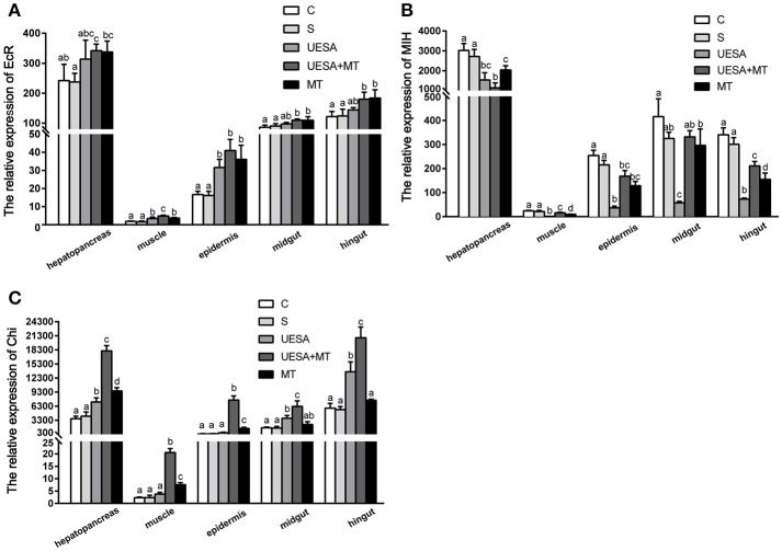 The level of EcR, MIH, and Chi gene expression normalized to β-actin in the hepatopancreas, muscle, epidermal, midgut, and hindgut of E. sinensis for each of the different treatments. (A) EcR, ecdysteroid receptor; (B) MIH, molt-inhibiting hormone; and (C) Chi, chitinase. The values are expressed as the means ± SD (n = 5). Different letters placed above column represent significant differences between treatments (P < 0.05).
