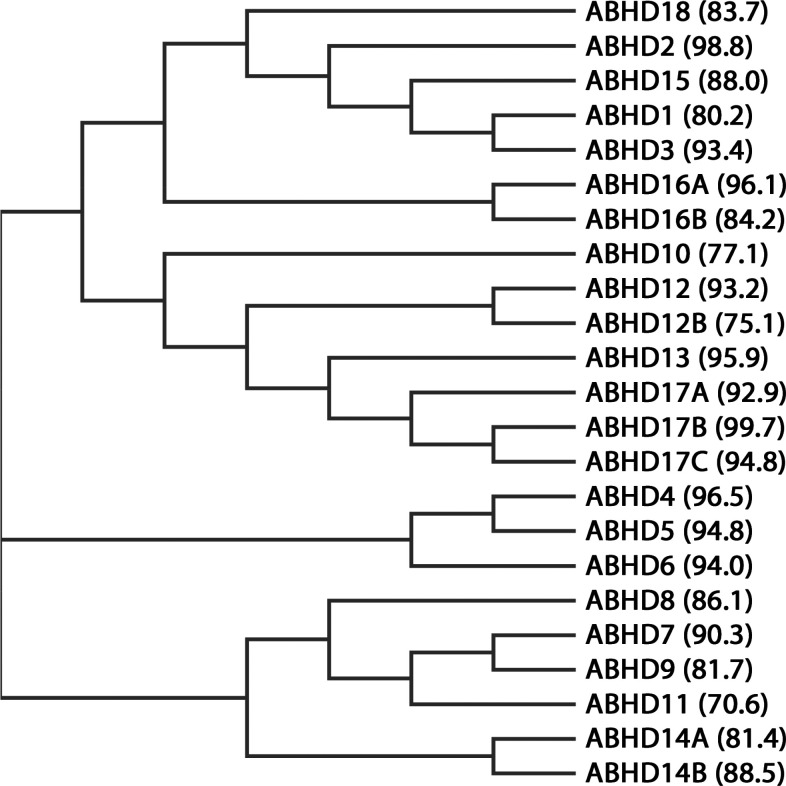 Phylogenetic relationship of the human ABHD proteins. For each protein, the percentage of residue identity between human and mouse species is highlighted between brackets.
