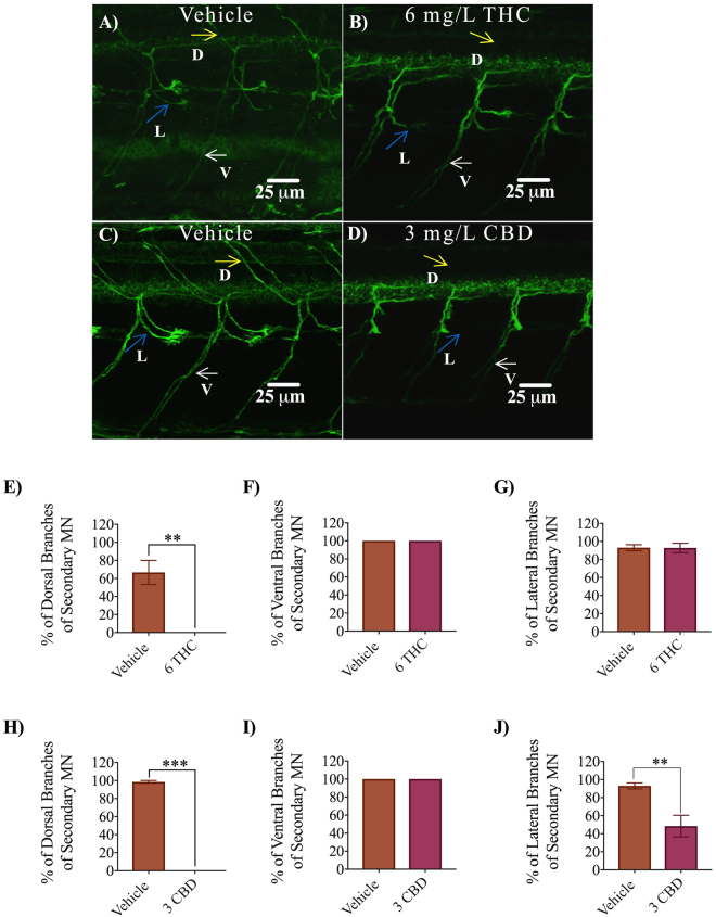 Antibody labelling (anti-zn8) of axonal branches of secondary motor neurons in 2 dpf embryos in vehicle control, 6 mg/L THC-treated embryos and 3 mg/L CBD treated embryos. (A–D) Dorsal, ventral and lateral branches emanating from secondary motor neurons are indicated by yellow, white and blue arrows. Dorsal branches were absent in THC and CBD treated embryos (B,D). Fewer lateral branches are visible in CBD treated embryos. (E–G) Bar graph comparing percentage of dorsal branches (E), ventral branches (F) and lateral branches (G) emanating from secondary motor neurons in vehicle control (n = 11) and 6 mg/L THC treated embryos (n = 11). (H–J) Bar graph comparing percentage of dorsal branches (H), ventral branches (I) and lateral branches (J) emanating from secondary motor neurons in vehicle control (n = 11) and 3 mg/L CBD treated embryos (n = 9). **Significantly different from vehicle control, p < 0.01. ***Significantly different from vehicle control, p < 0.001.