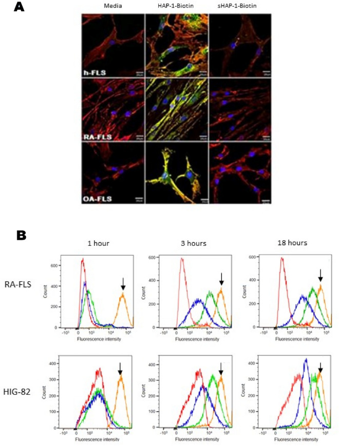 (A) Confocal microscopy of HAP-1-binding to human (h)-FLS, RA-FLS and OA-FLS cells. Cells at 37 °C were incubated with media, HAP-1-biotin, or sHAP-1-biotin followed by streptavidin-FITC. Actin is labelled with TRITC-phalloidin (red), HAP-1-biotin with streptavidin-FITC (green), and nuclei with DAPI (blue). Scale bars represent 100 μm. Positive binding was present for HAP-1-biotin treated HIG-82 and all h-FLS cell types. The bin ding pattern of HAP-1-biotin appeared to be consistent across the RA and OA h-FLS cell types with positive staining present on both the surface (yellow) and cytoplasmic internalization (green). Cells incubated with either media or sHAP-1-biotin showed no green FITC-stain demonstrating the binding specificity of the HAP-1 sequence. (B) Flow cytometry histograms illustrating uptake of NPnon-targeted and NPHAP-1 following incubation for 1, 3 and 18 h at 37 °C with RA-FLS or HIG-82 cells. Autofluorescence is shown as red, incubation with NPnon-targeted as blue, incubation with NPHAP-1 green, and incubation with free DiD dye (orange, shown as arrow). The experiments were repeated three times and the histogram is the average.